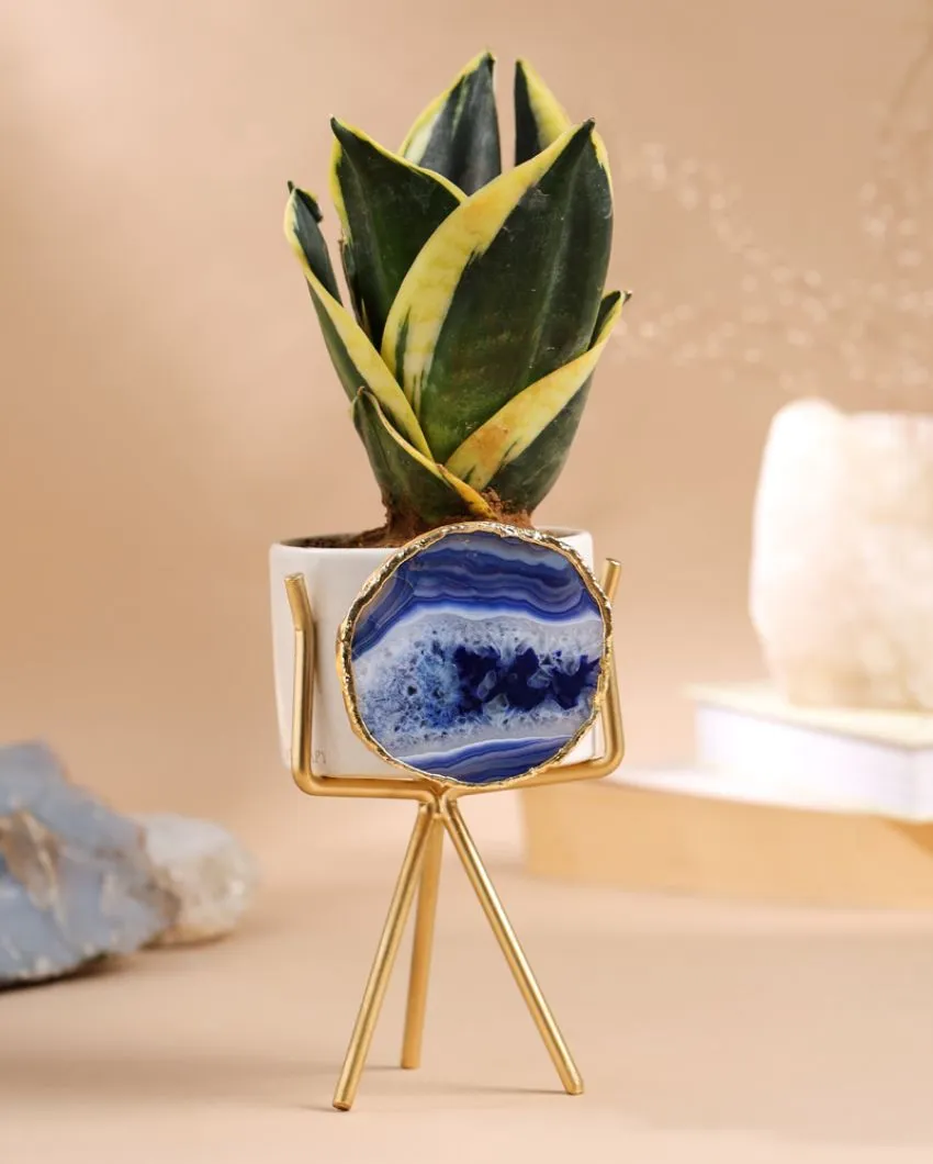 Agate Ceramic Planter With Stand | Planter Only Plant Not Included | 3 x 5 inches