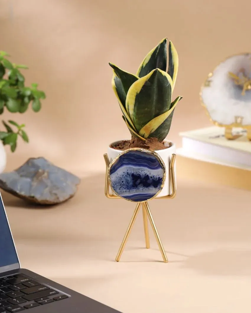 Agate Ceramic Planter With Stand | Planter Only Plant Not Included | 3 x 5 inches