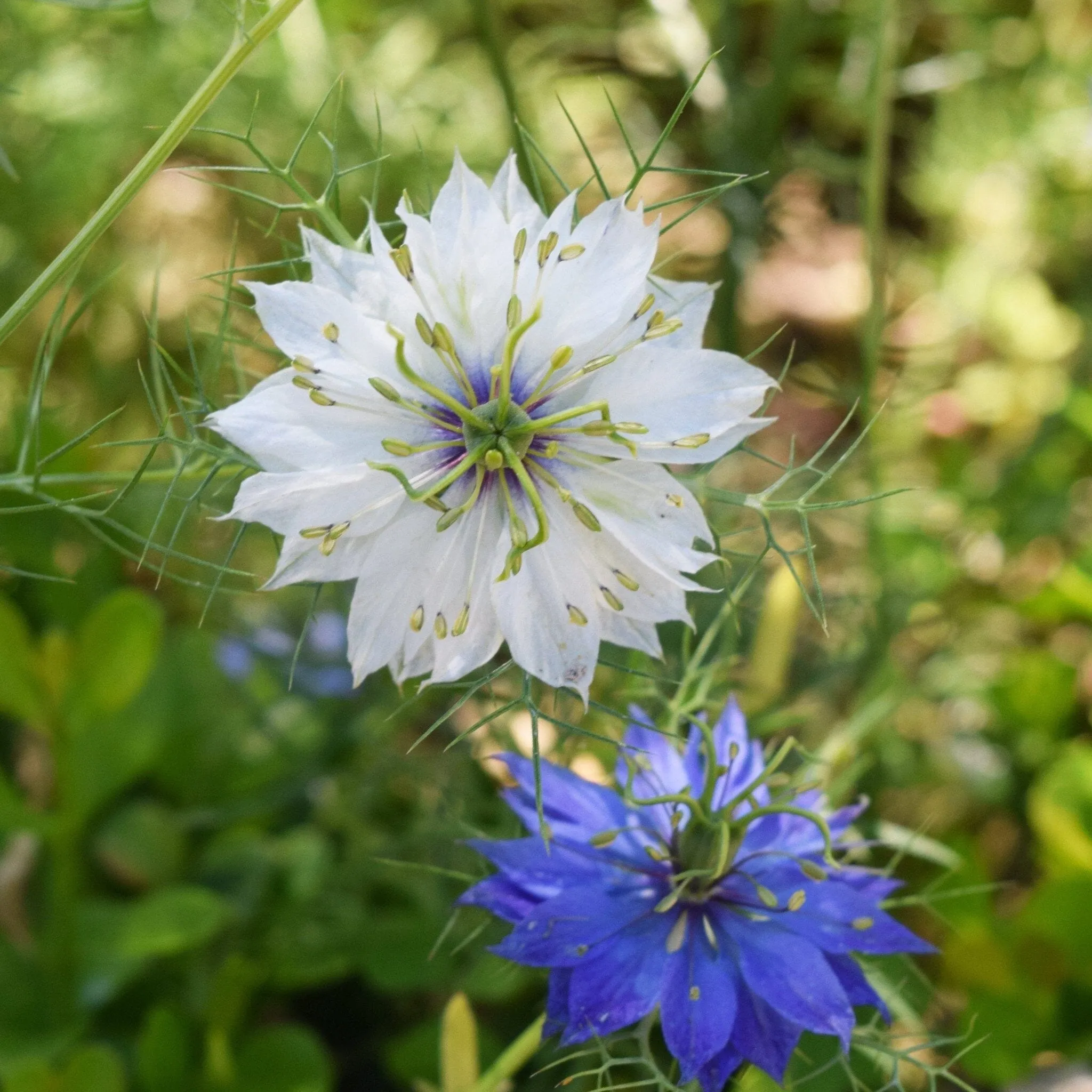 Love In A Mist Seed Pack