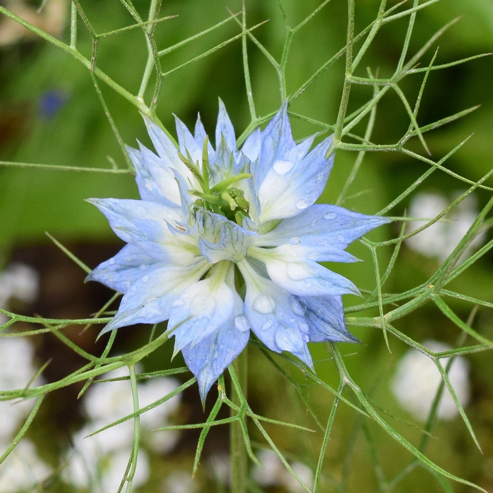 Love In A Mist Seed Pack